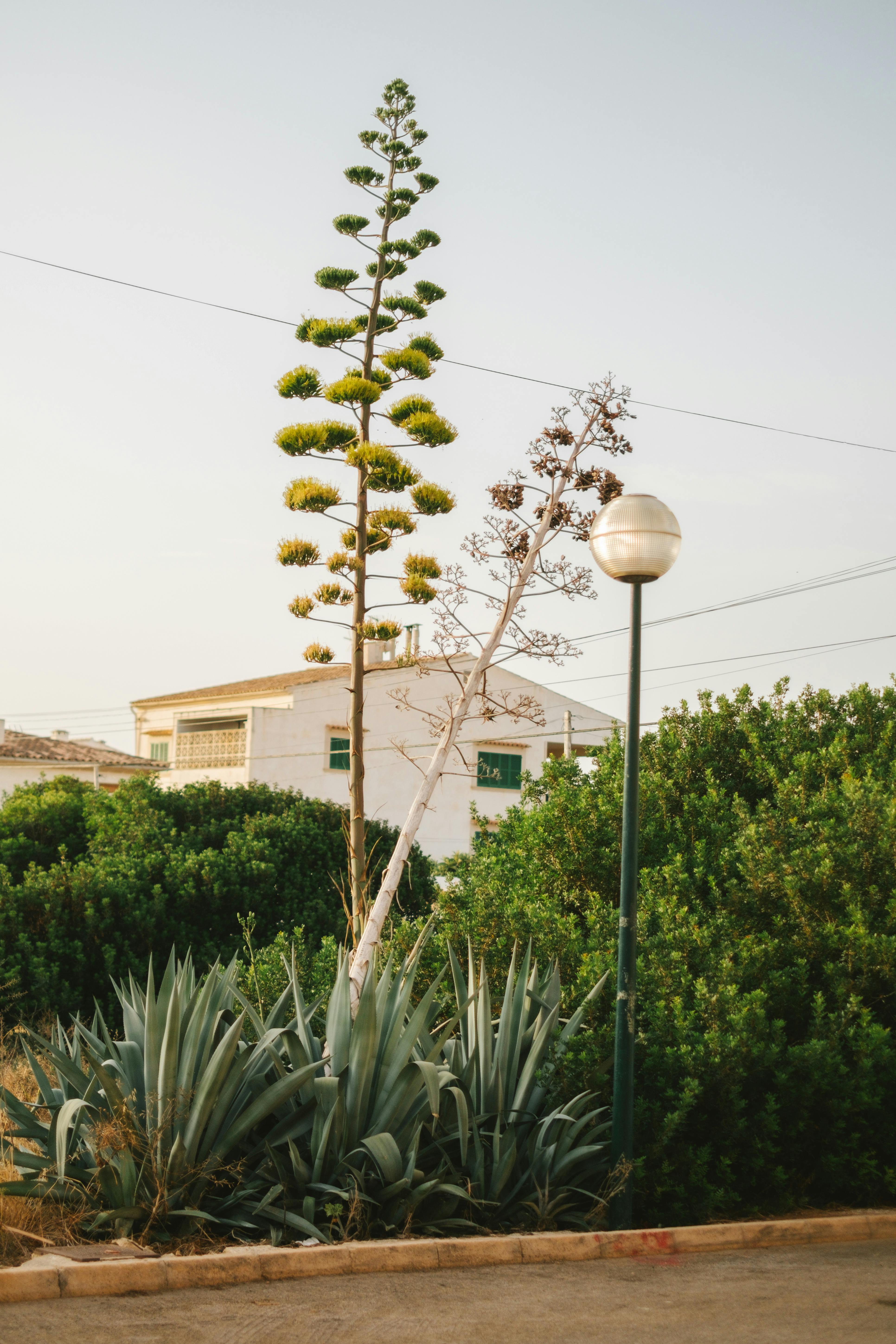 A street view of agave plants and a lamp post in Sa Ràpita, Spain, against a clear sky.