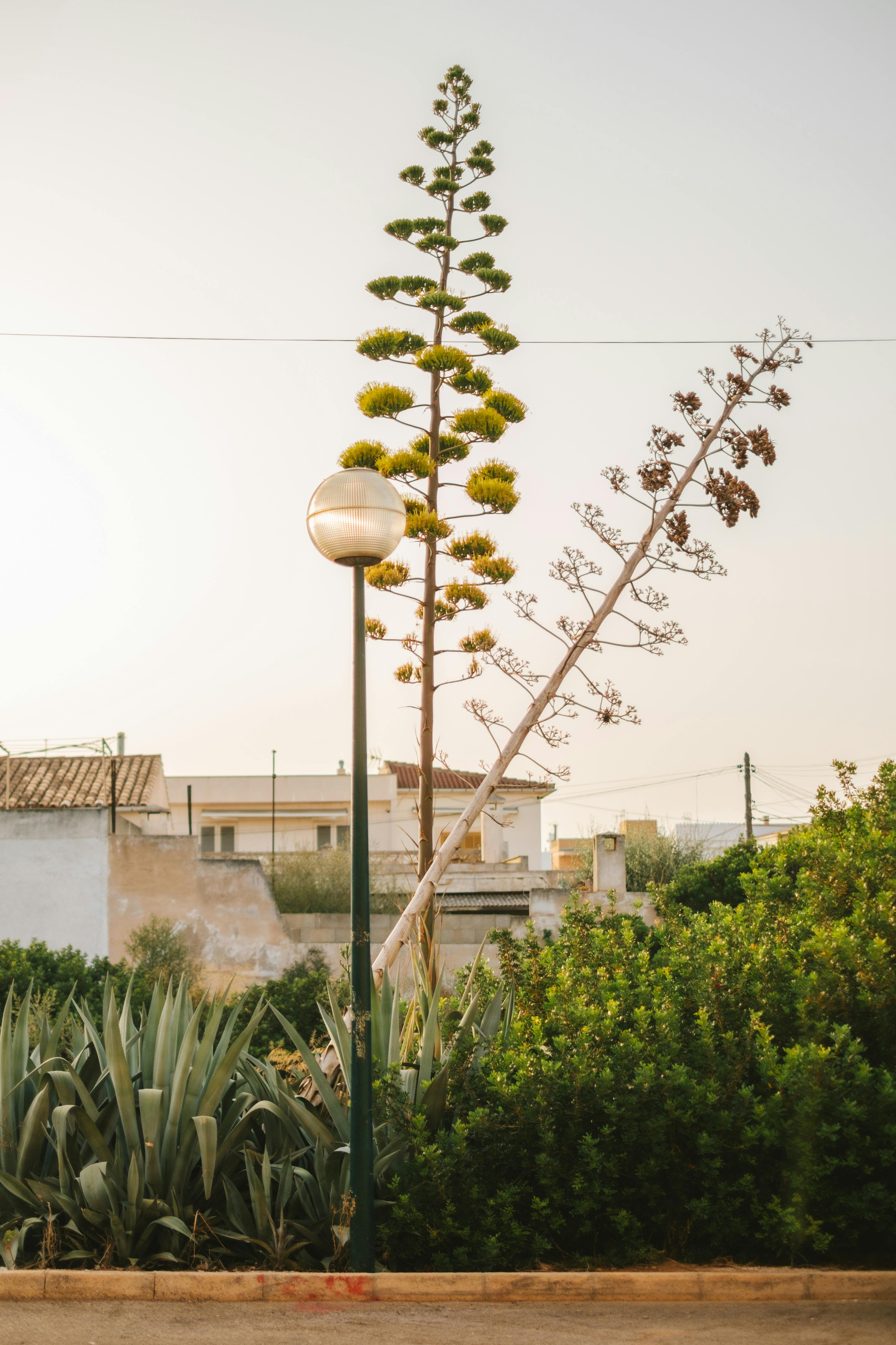 Explore a serene urban view in Sa Ràpita, featuring lush greenery and a street lamp.