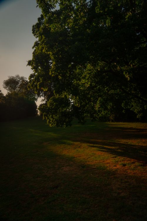 Free A serene park in Düsseldorf at golden hour with lush trees and a peaceful lawn. Stock Photo