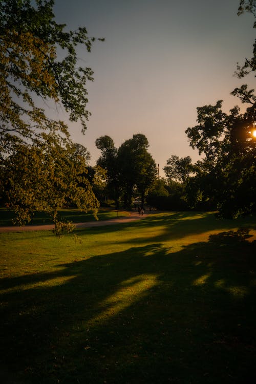 Fotos de stock gratuitas de arboles, luz del sol, parque