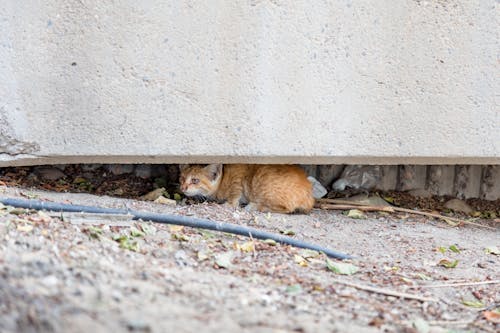 간, 고양이, 동물 사진의 무료 스톡 사진