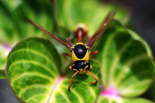 Free Detailed close-up of a hornet on a vibrant leaf captured in Banyuwangi, East Java, Indonesia. Stock Photo