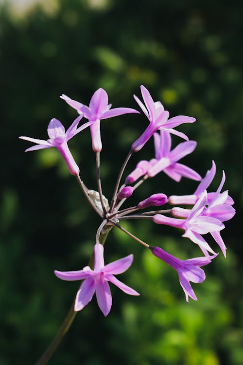 Immagine gratuita di crescita, delicato, fiori viola