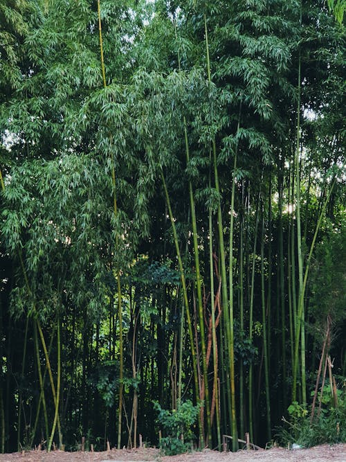 Безкоштовне стокове фото на тему «бамбук, вертикальні постріл, дерева»