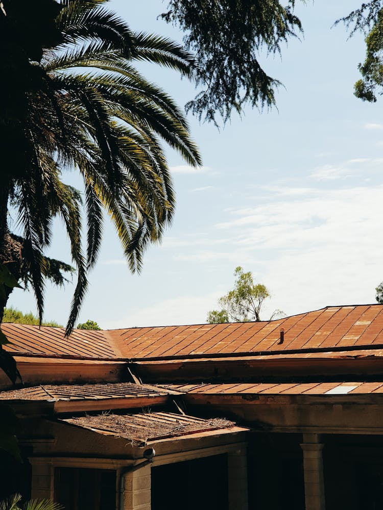 Palm Tree Leaves Over Sunlit Building Roof