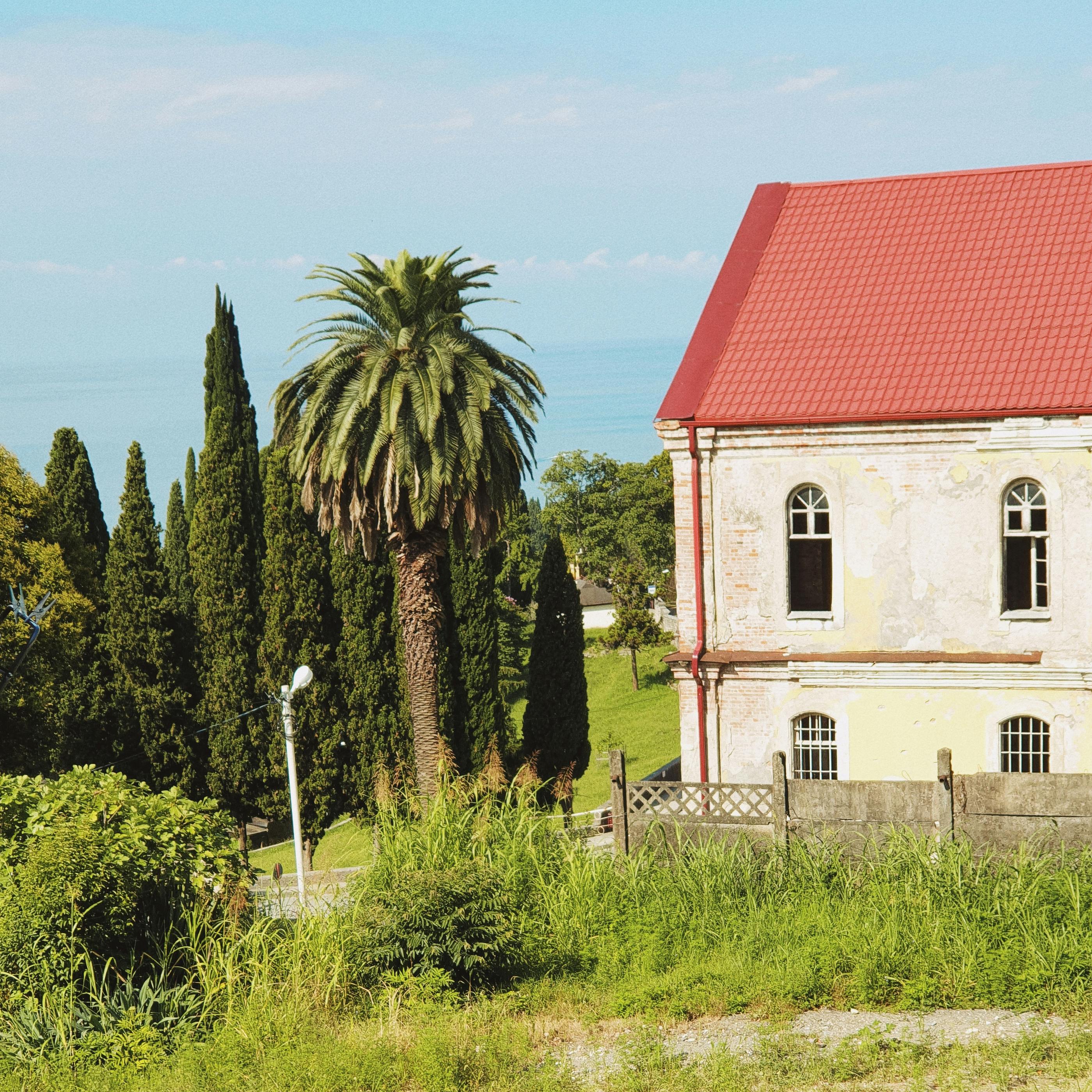 Palm Tree and Trees near House in Village · Free Stock Photo