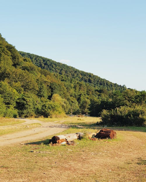 Sunlit Grassland and Forest behind