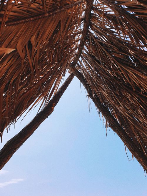 Free Low angle shot of palm leaves and clear blue sky creating a serene, tropical scene. Stock Photo