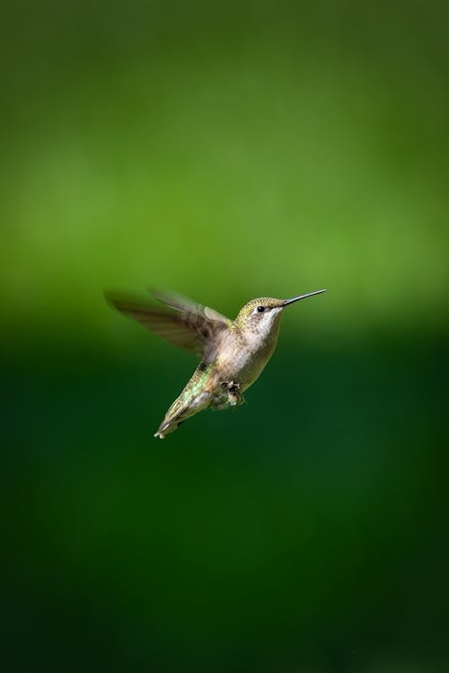 Kostnadsfri bild av fåglar, flygande, grön bakgrund