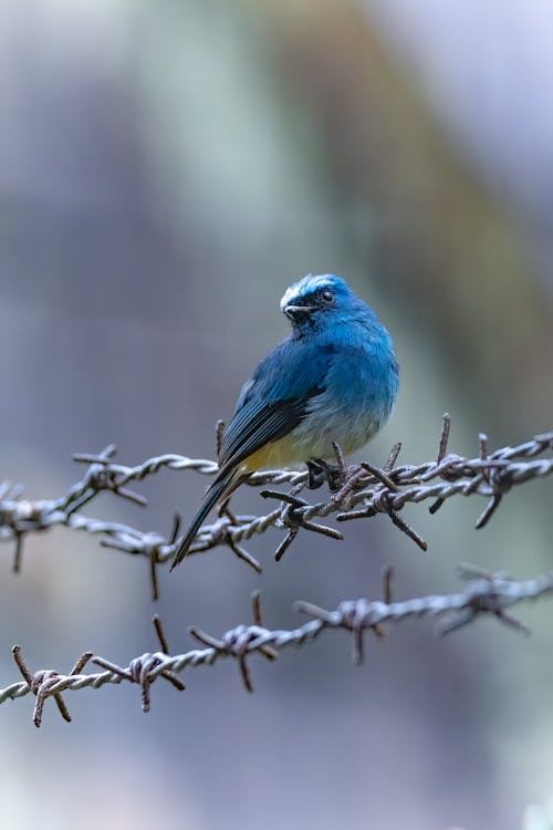 Gratis lagerfoto af dyrefotografering, fugl, indigo fluesnapper