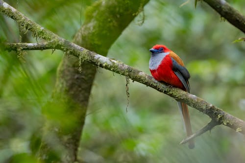 Fotos de stock gratuitas de de cerca, fotografía de animales, fotografía de vida salvaje