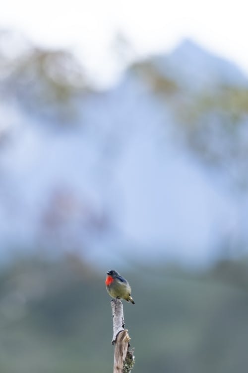 Gratis lagerfoto af dyrefotografering, fugl, gren