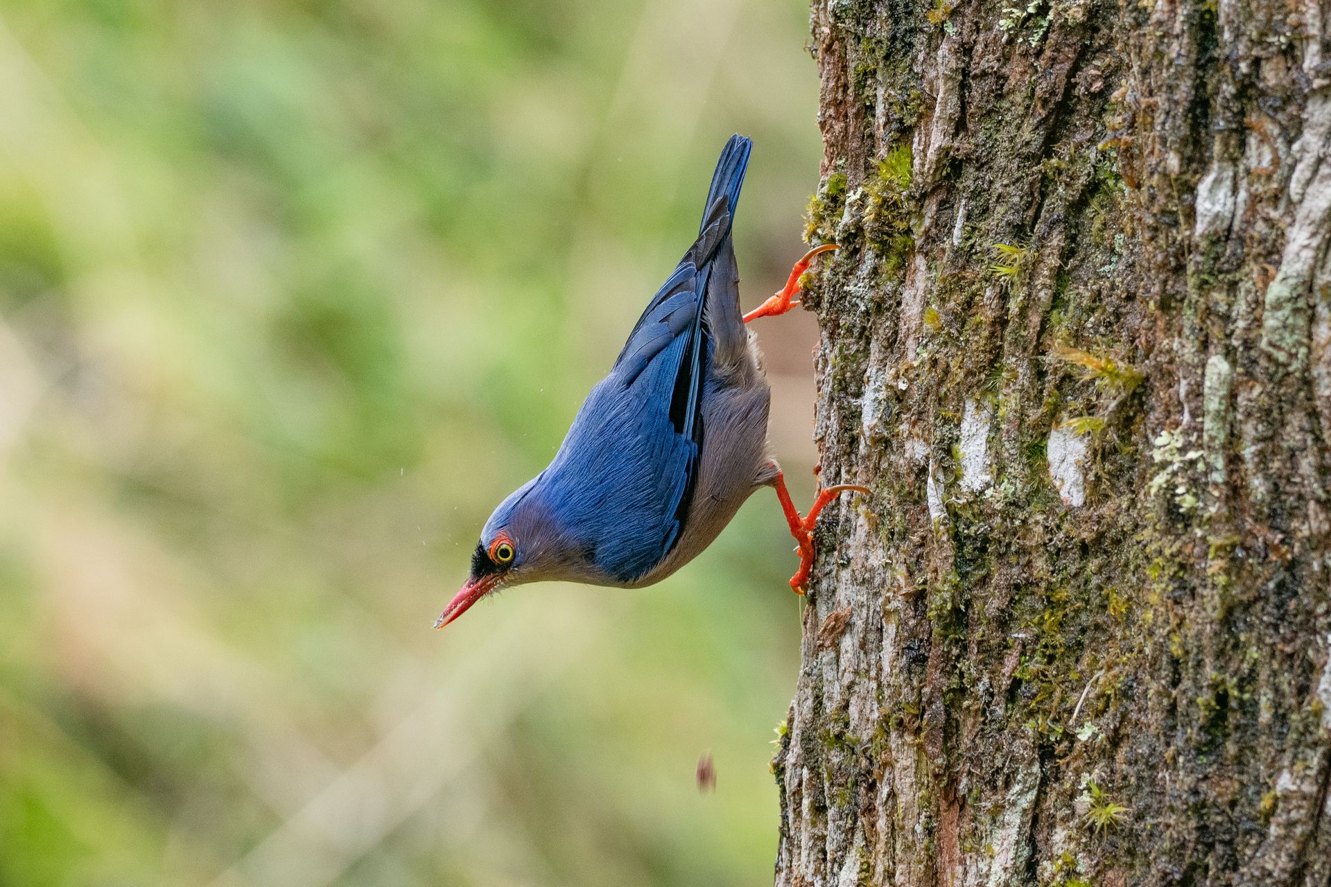 Close-up of a Velvet-Fronted Nuthatch perched on a tree showing its bright colors and natural habitat.