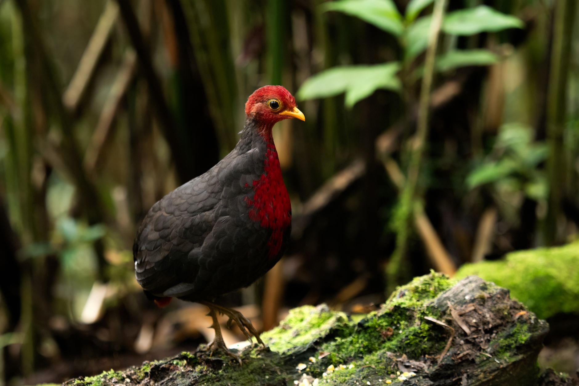 Red junglefowl walking through an archaeological Southeast Asian village reconstruction at dawn