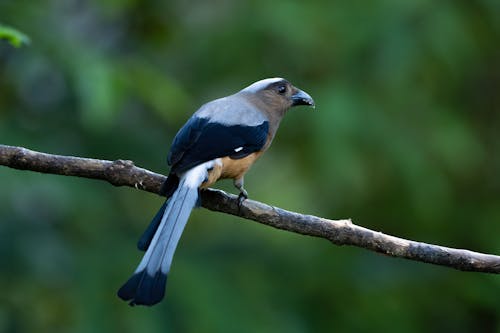 Grey Treepie Perching on Branch