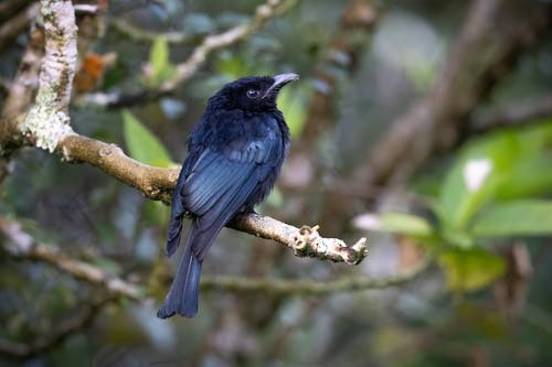 Fotos de stock gratuitas de de cerca, drongo de media cresta, fondo de pantalla