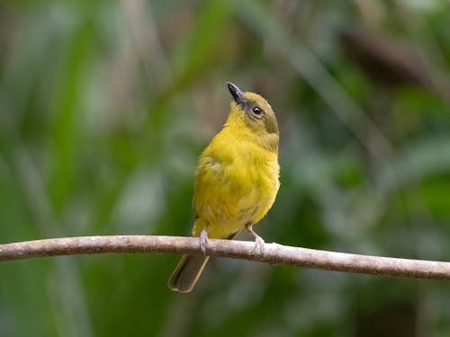 Gratis lagerfoto af bornean whistler, dyrefotografering, fugl