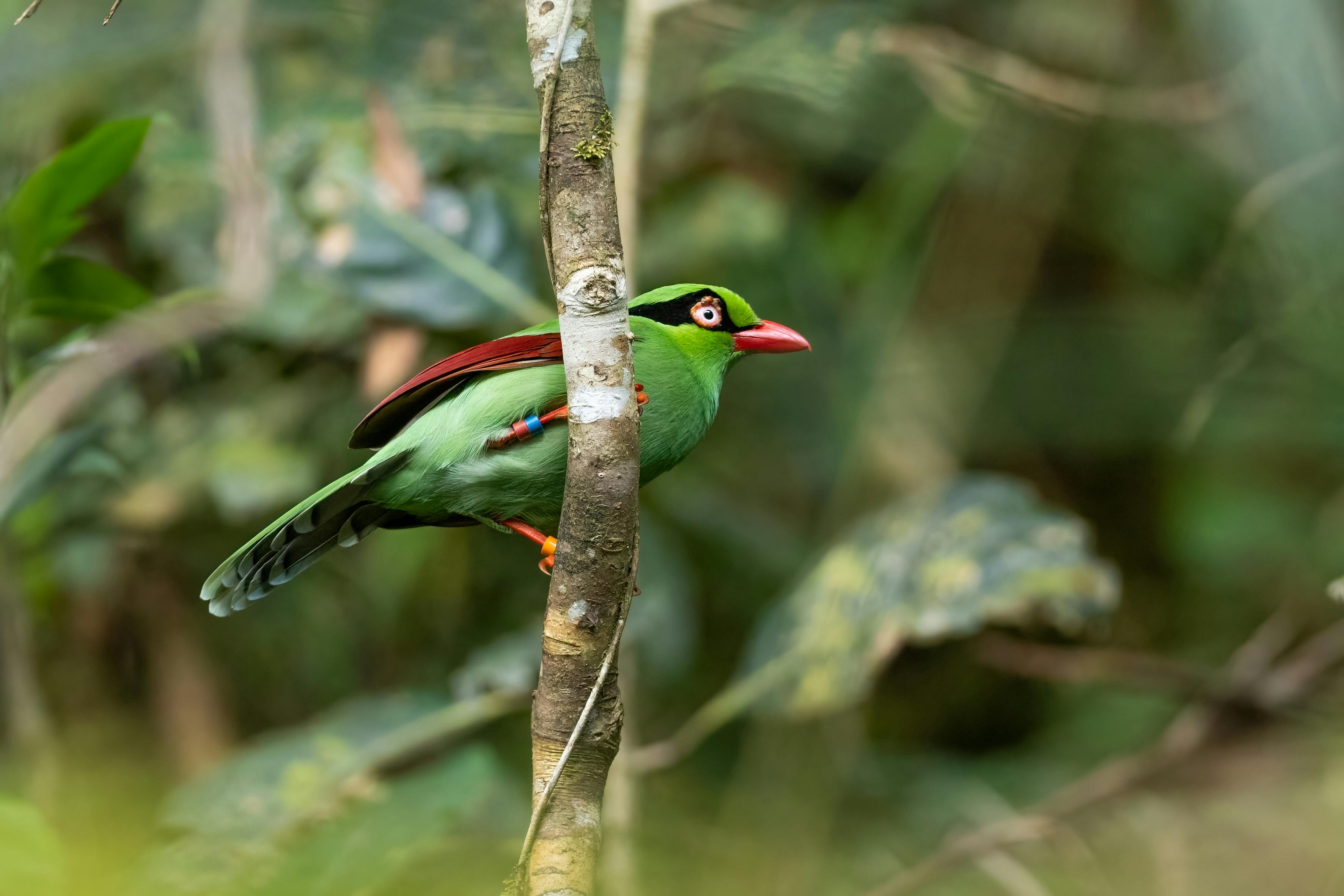 Javan Green Magpie in Nature · Free Stock Photo