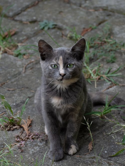 Kostenloses Stock Foto zu boden, bürgersteig, katze