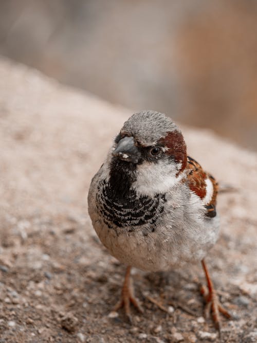 Kostnadsfri bild av djurfotografi, fågel, mobil tapeter