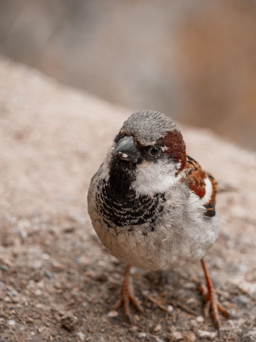 Free Detailed close-up of a house sparrow (Passer domesticus) standing on a rocky surface. Stock Photo