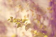 在柔和温暖的秋日阳光下，秋叶的宏观镜头营造出梦幻般的氛围