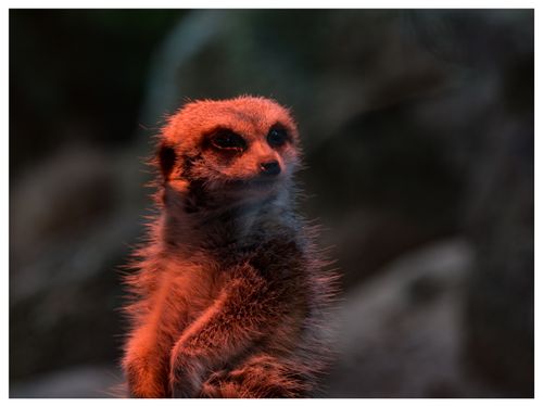 Free A close-up of a meerkat under dramatic lighting, showcasing its natural curiosity. Stock Photo