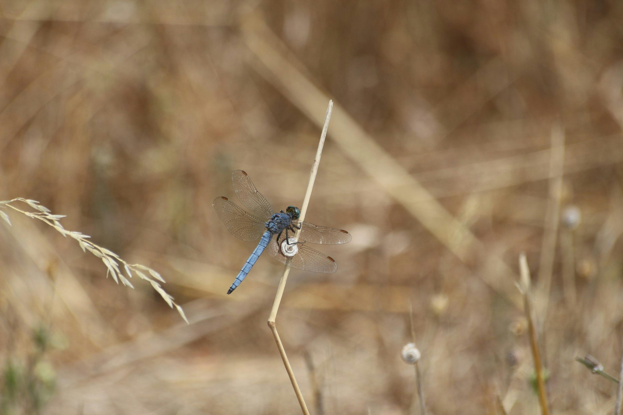 Beyond the Ubosot: A World of Detail