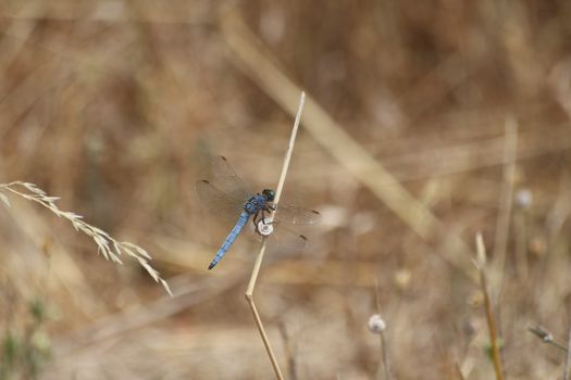 Damselfly Libellen