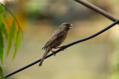 Bird Sing on Branch