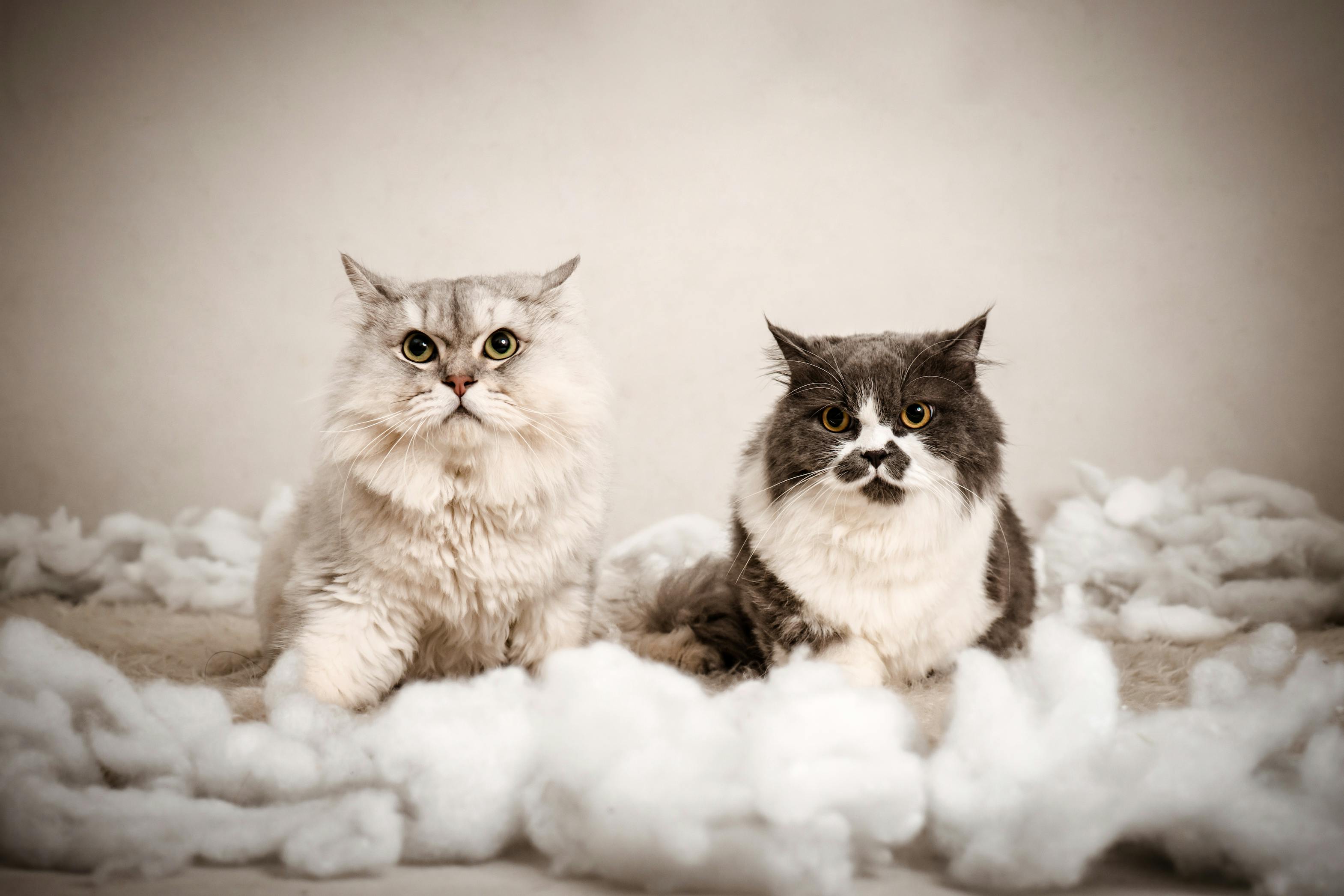 Two fluffy cats atop a soft, pillow-like surface indoors, showcasing their adorable looks.