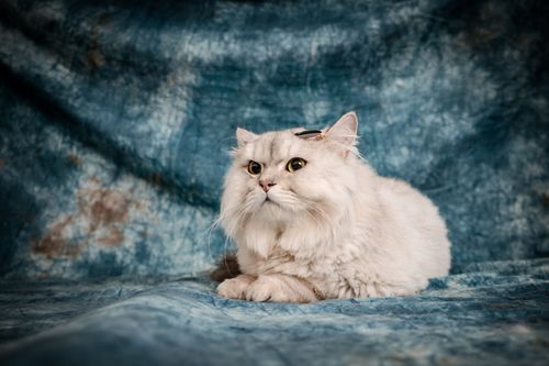 Free A fluffy Persian cat wearing eyeglasses poses on a textured blue background in a studio setting. Stock Photo