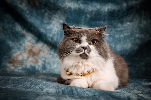 Free A fluffy cat wearing eyeglasses and a necklace in a studio setting on a blue background. Stock Photo