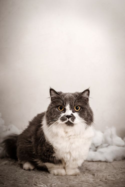 Free Adorable fluffy cat with striking markings on a gray carpet in a cozy indoor setting. Stock Photo