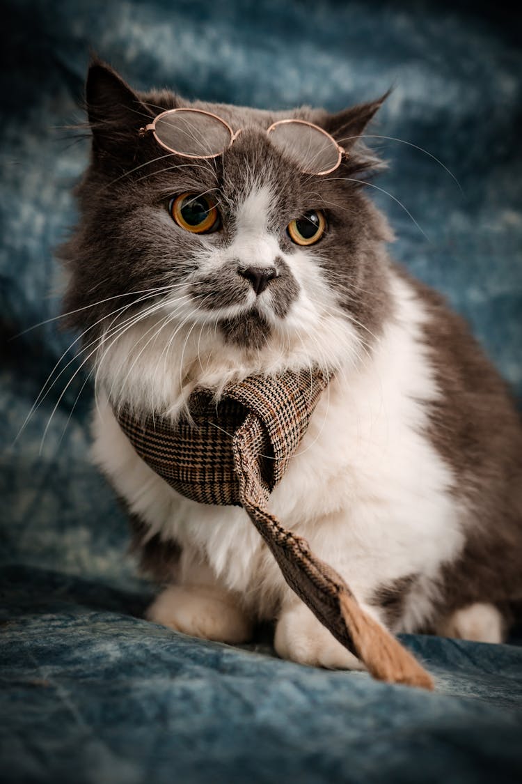 Cat In Necktie And Eyeglasses