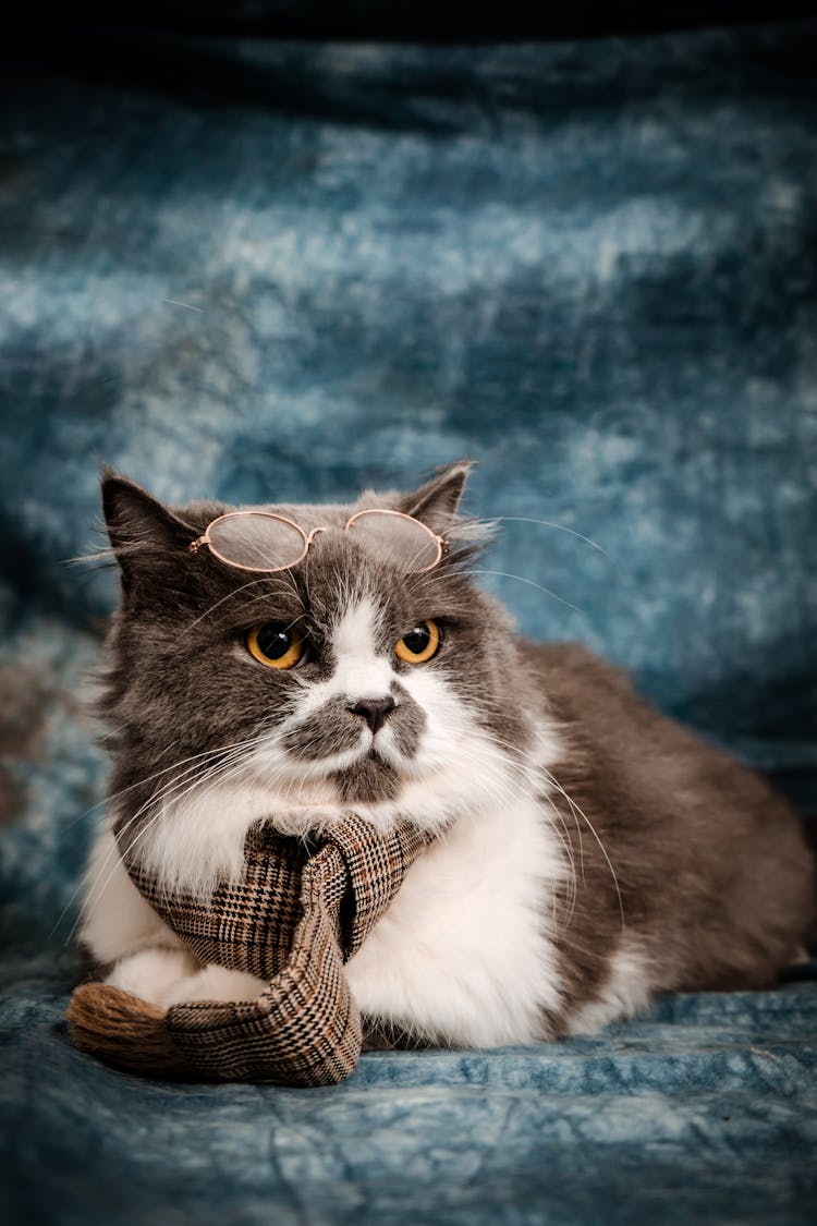 Cat In Eyeglasses And Necktie