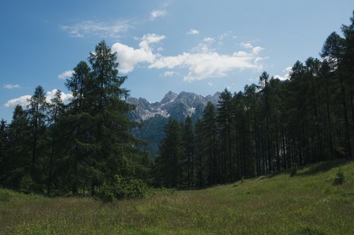 Free Scenic forest with mountain views under a clear sky, showcasing nature's beauty. Stock Photo