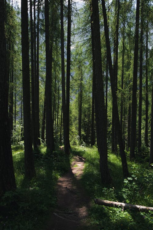 Photos gratuites de arbres, forêt, loin