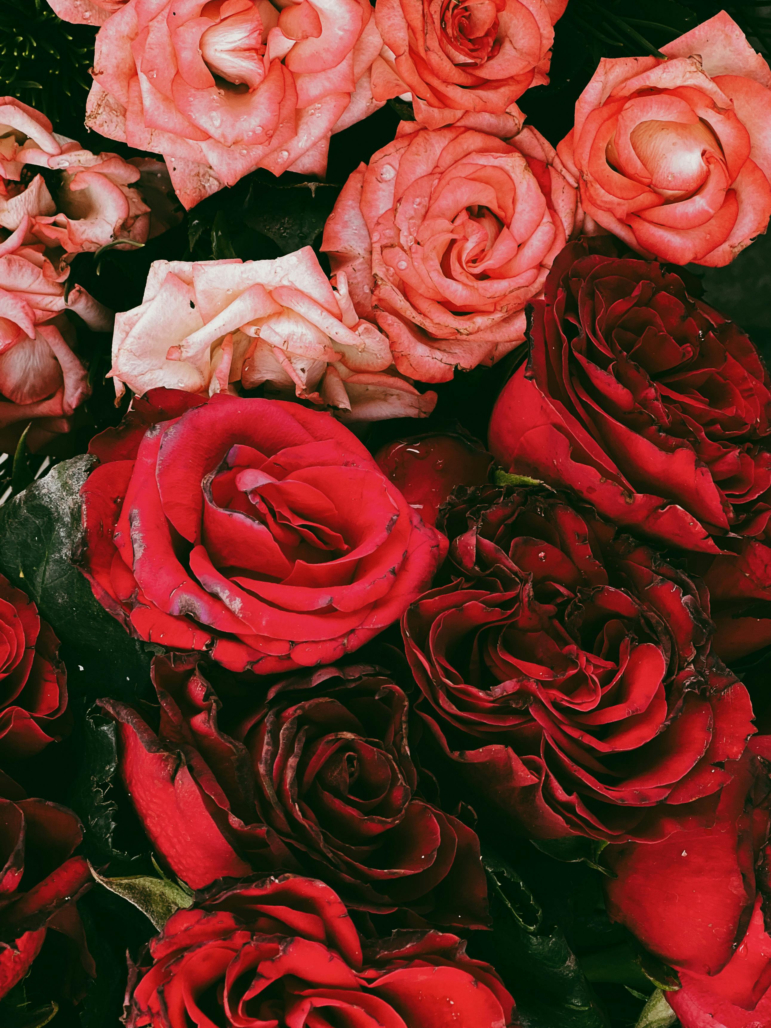 Rosas ricas em tons de vermelho e rosa fotografadas em um close-up detalhado, destacando suas pétalas frescas.