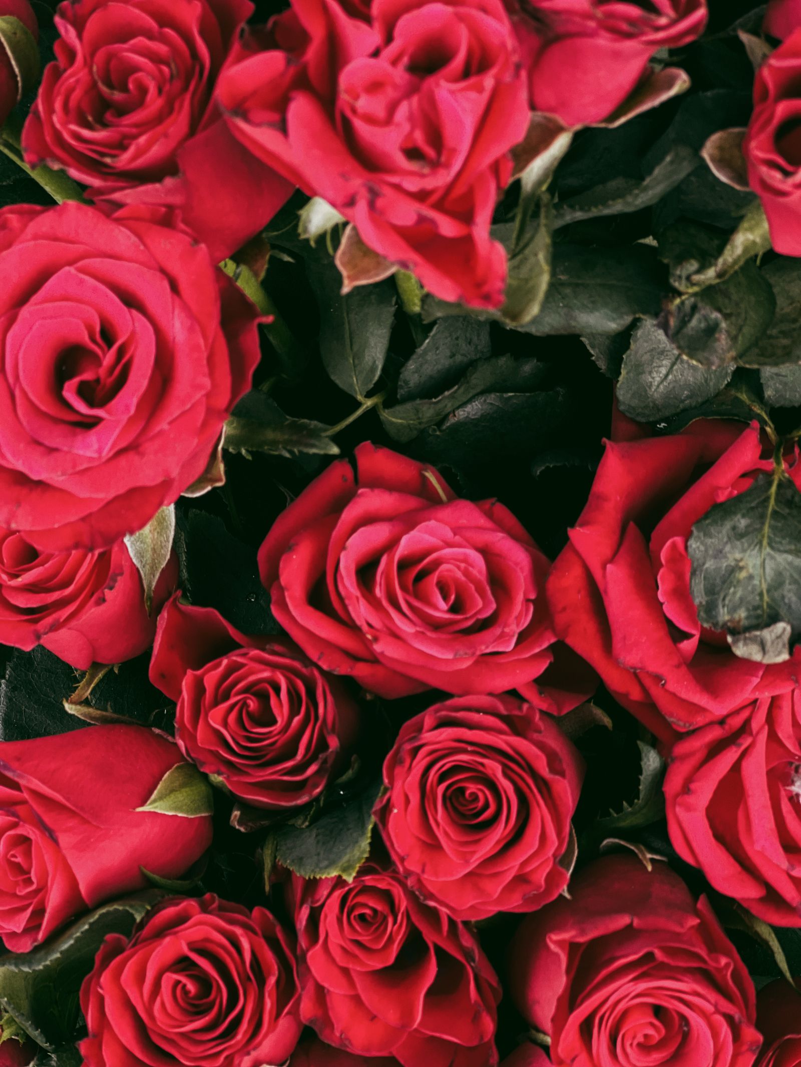 Red Roses · Free Stock Photo
