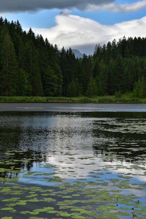 Lake in a Coniferous Forest