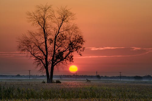日落, 景觀, 樹 的 免費圖庫相片