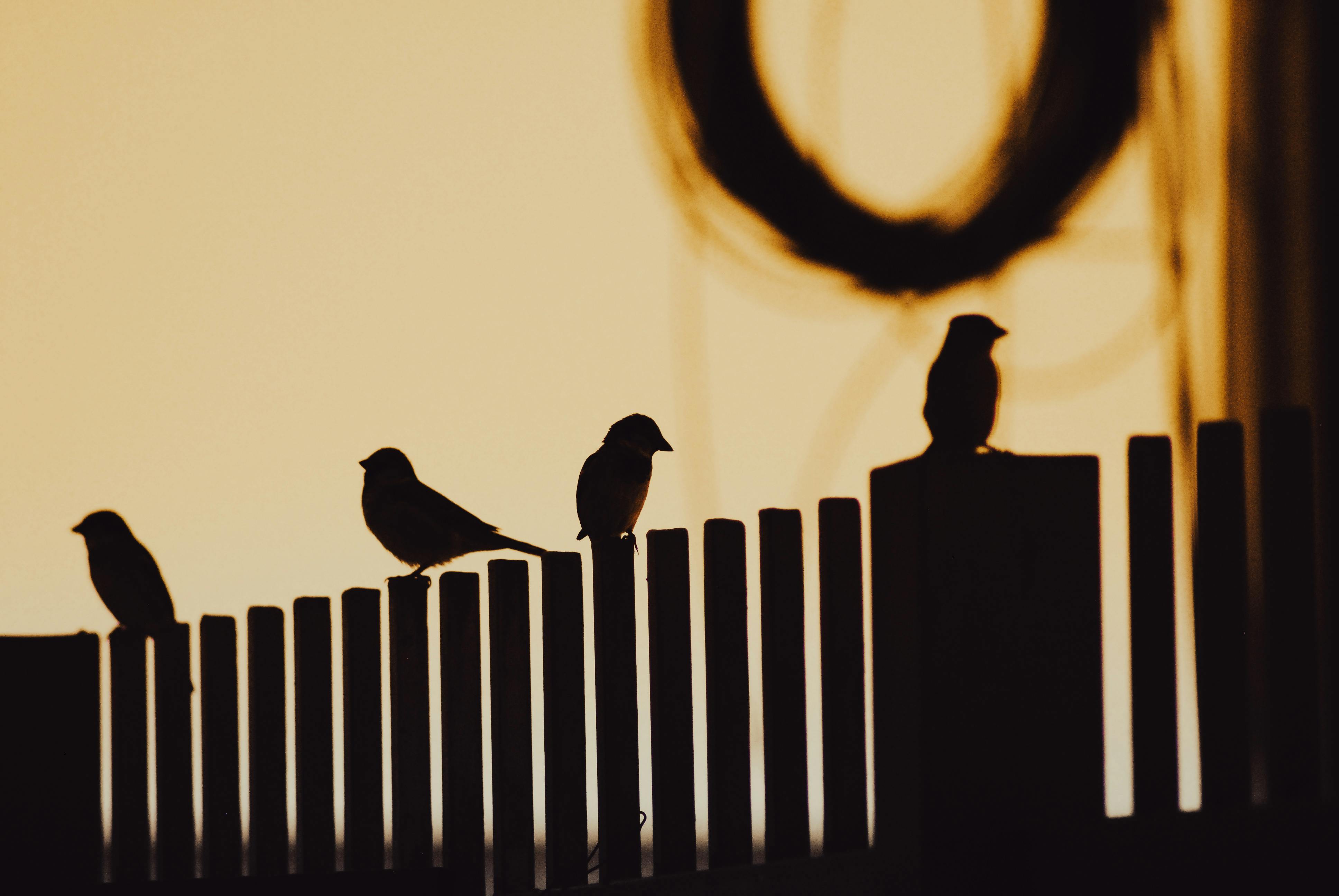 Birdneighbors