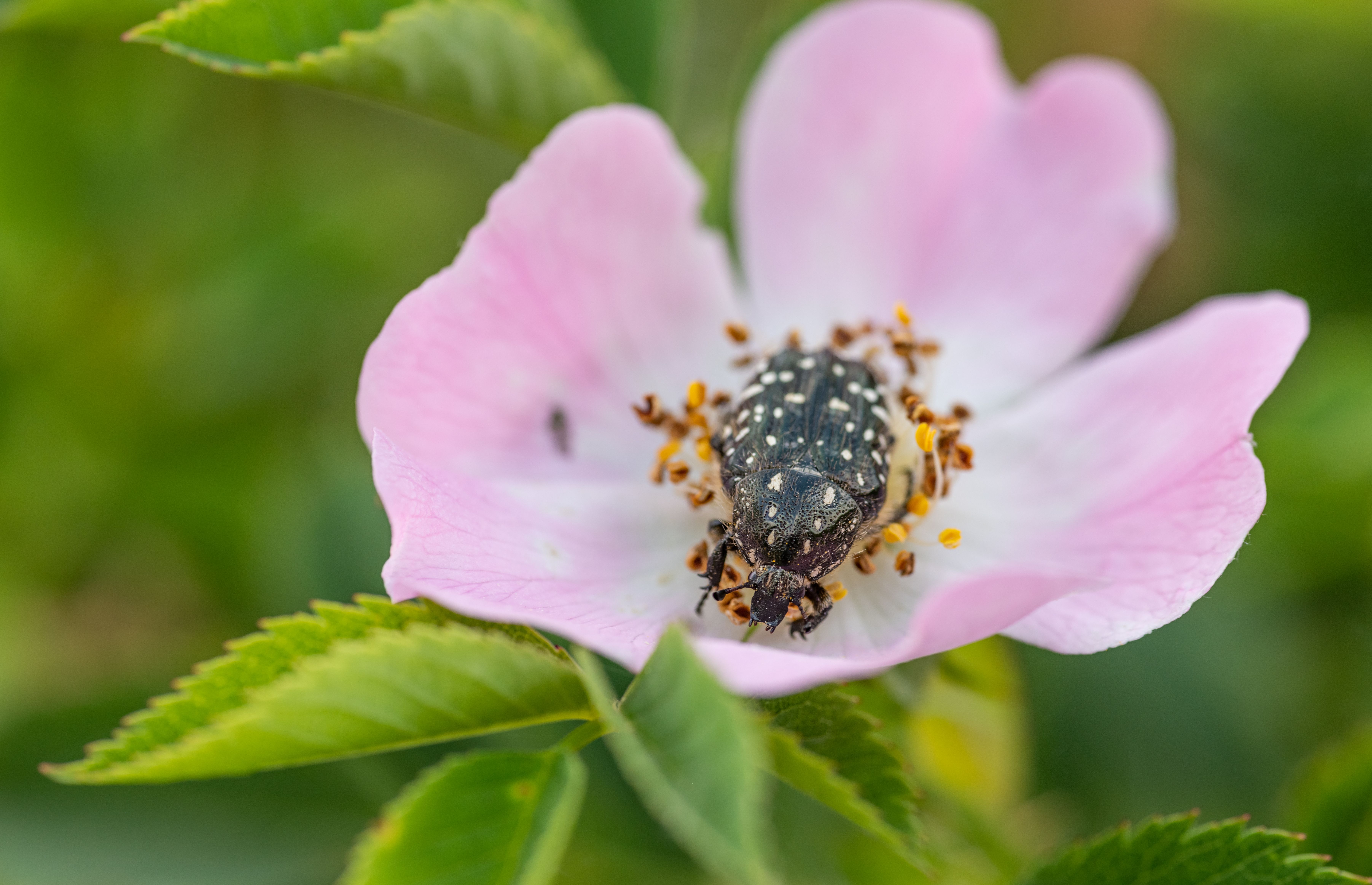 Insect on a Pink Flower · Free Stock Photo