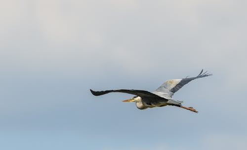 Seagull Flying in the Sky 