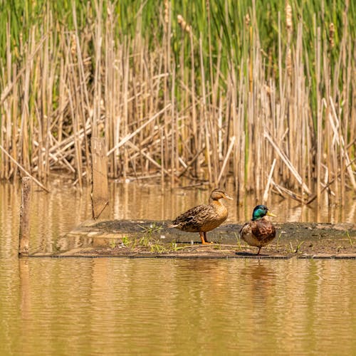 Ducks on a Marsh