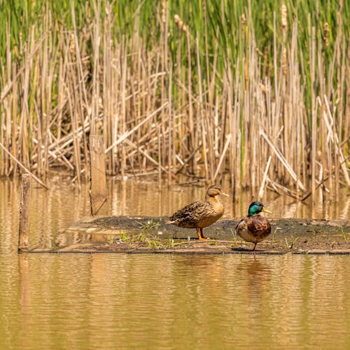 Photos gratuites de animaux, canards, eau