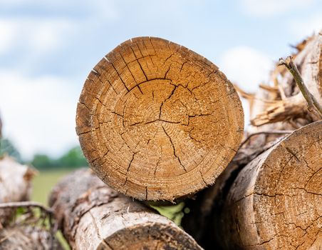 Which Softwoods Are Best for Beginner Woodworkers?