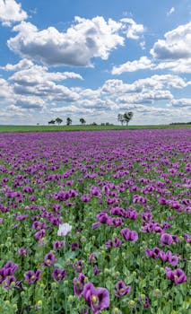 A lush field of purple flowers stretching into the horizon on a bright summer day with a cloudy sky.