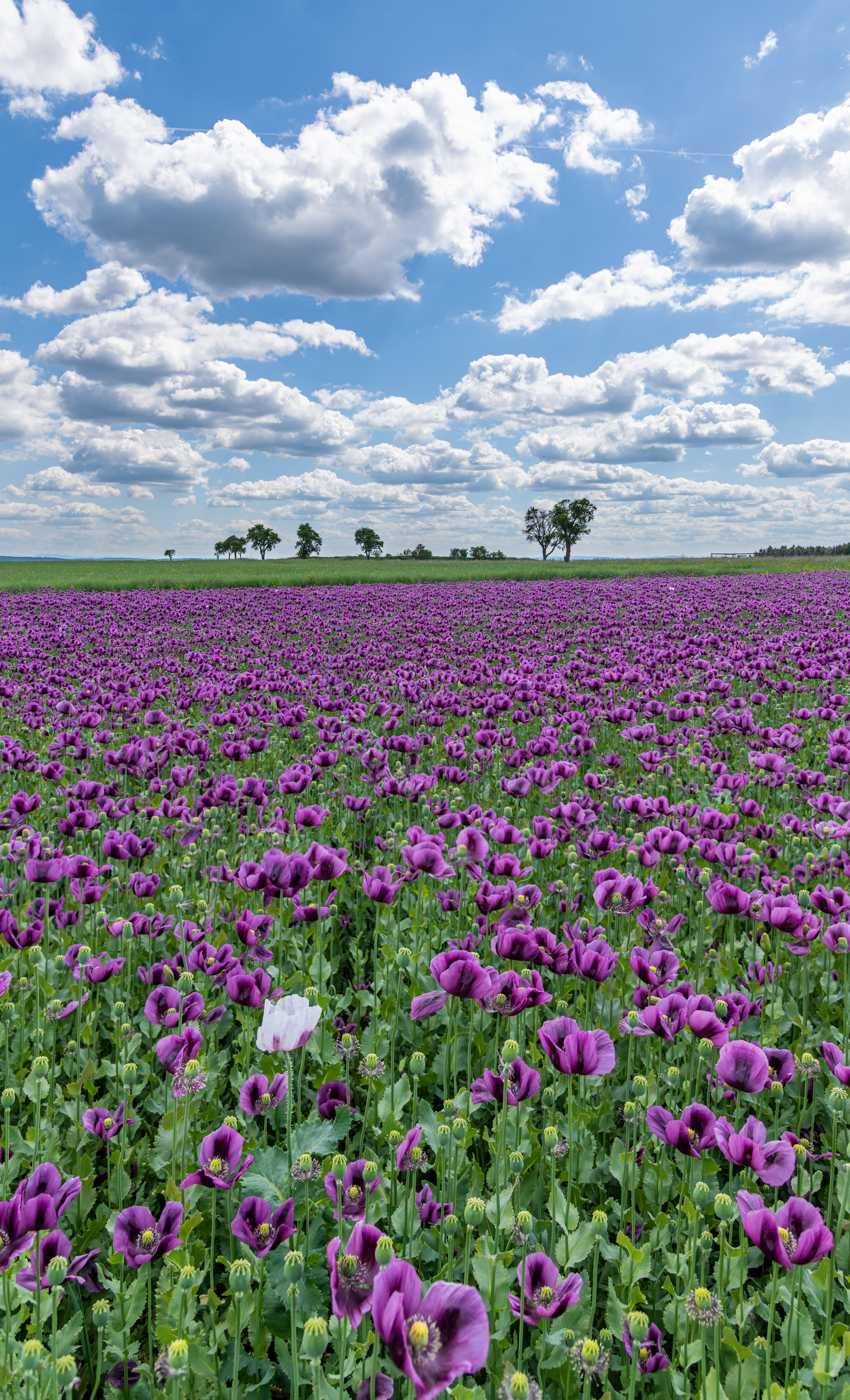 Purple Flowers on a Field · Free Stock Photo